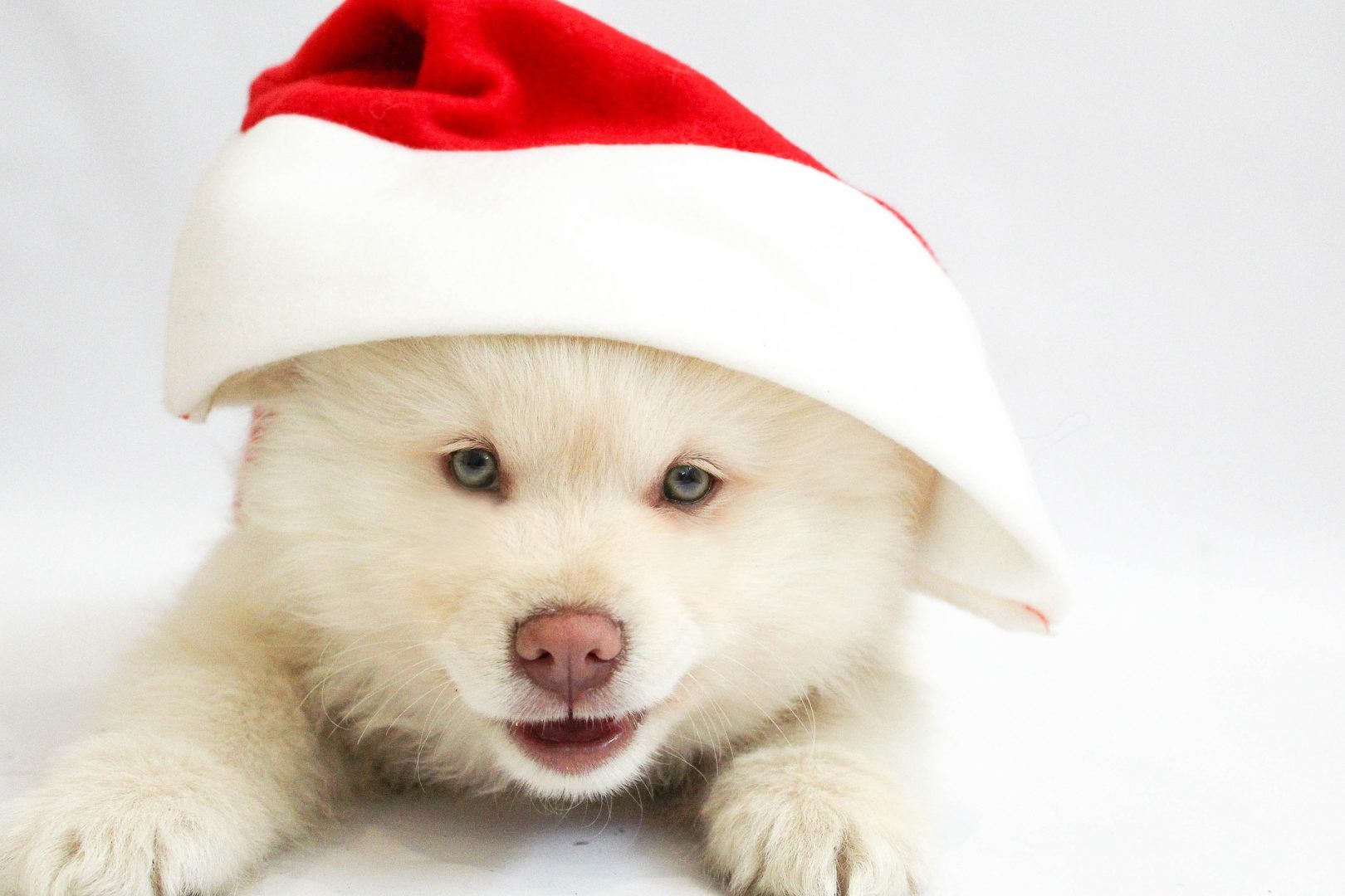 Corporate Holiday Party Ideas NYC: Pet party